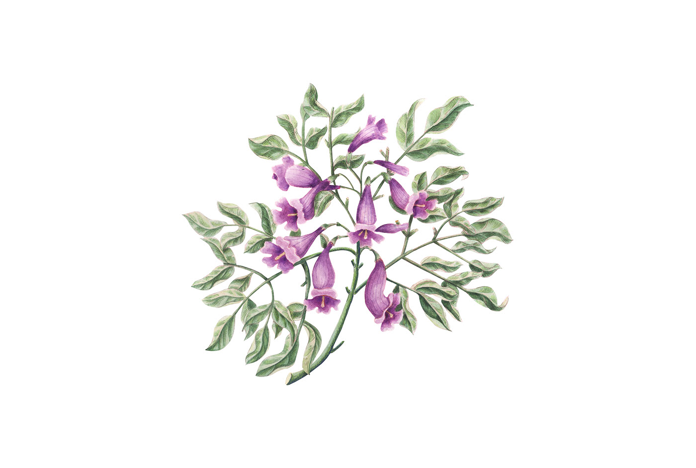 CasaLupe咖啡餐廳VI形象設計