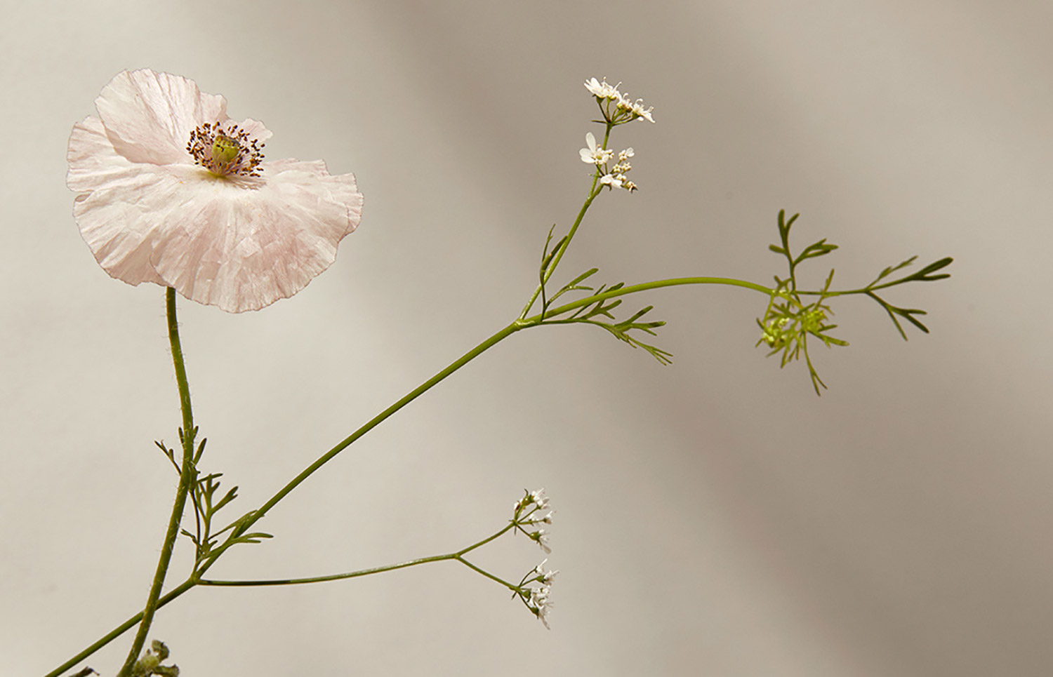 天然護膚品牌VI形象設計