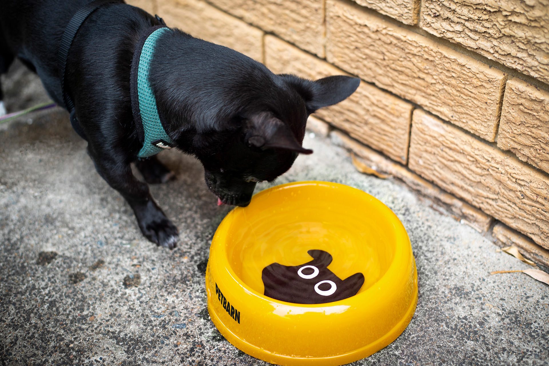 寵物VI設(shè)計之應(yīng)用