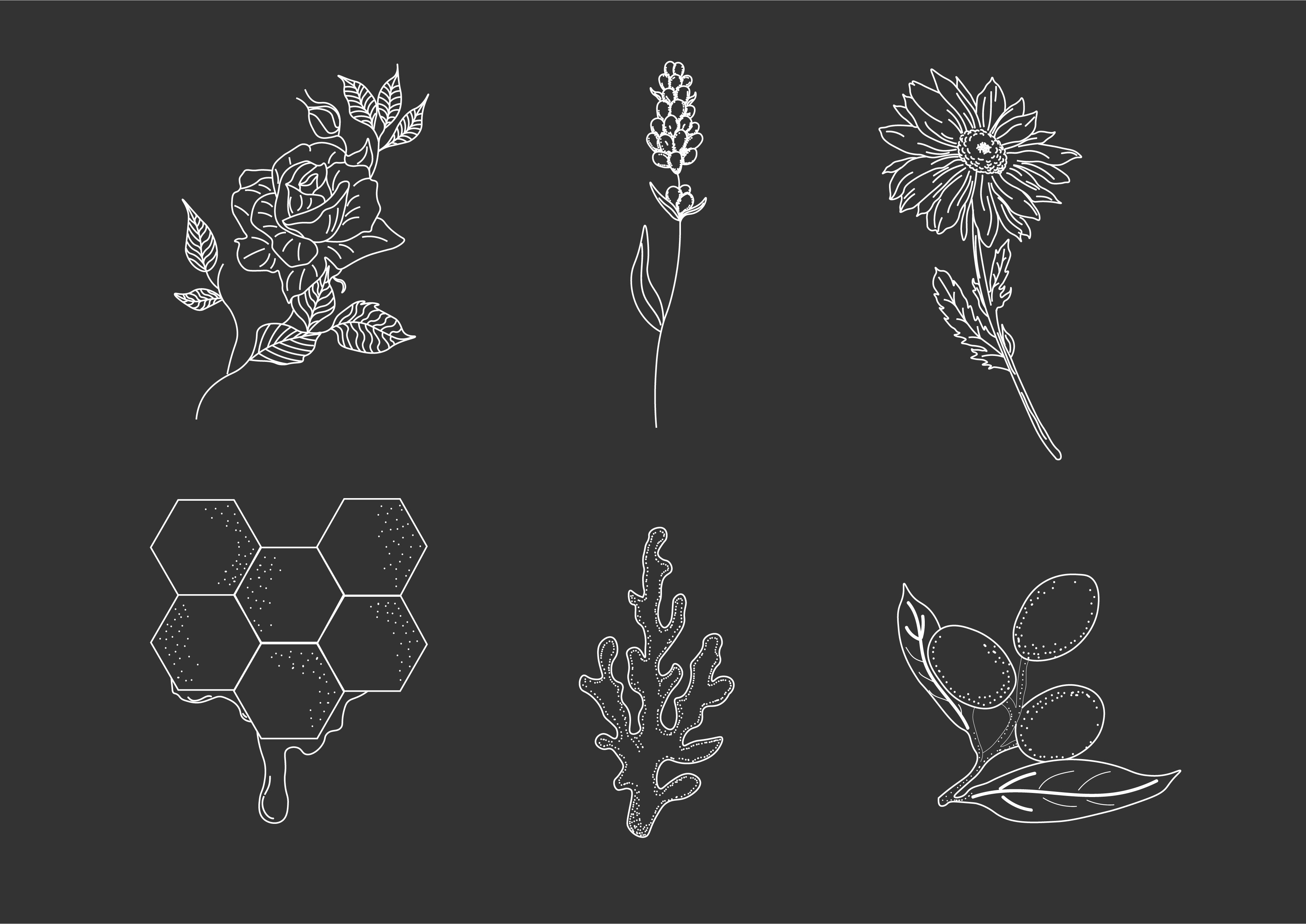 Aphrodite 品牌輔助圖形