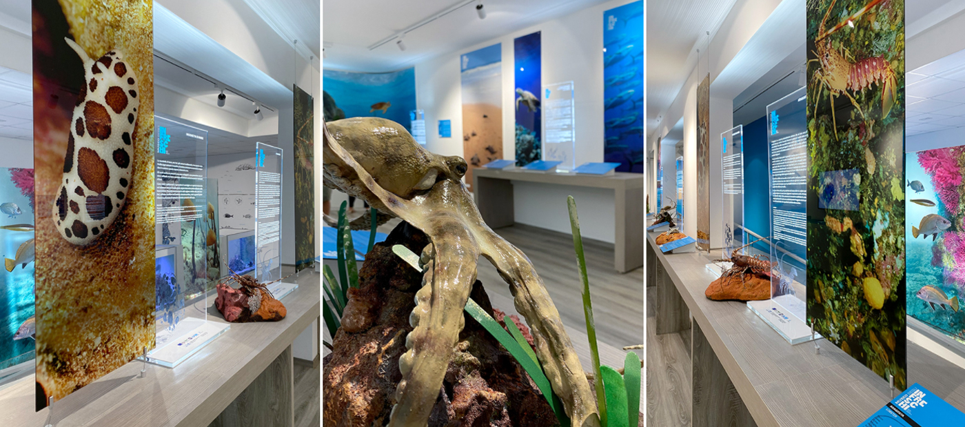 Infreschi 品牌形象